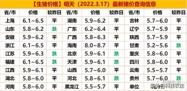 今日猪价最新专家预测，市场走势深度分析，未来趋势展望