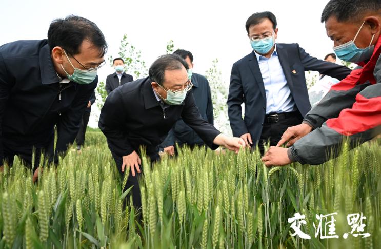 连云港小麦最新价格动态分析与趋势预测